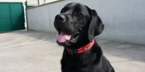 Slash, jeune mâle labrador noir prend la pause devant l'objectif.
