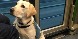 Street est une femelle labrador sable. Elle est assise dans le tramway.