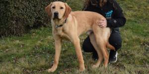 Stuart est un mâle labrador sable. Il est dans l'herbe avec son éducatrice Chloé.
