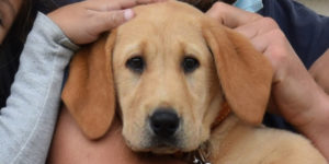 stuart chiot labrador mâle