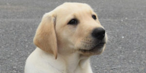 chiot labrador sable clair