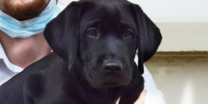 chiot labrador noir samba