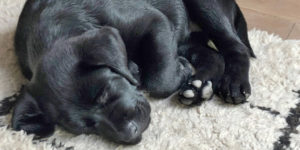 sanka chiot femelle labrador noir