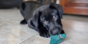 scoop chiot labrador noir est couché et joue avec son jouet
