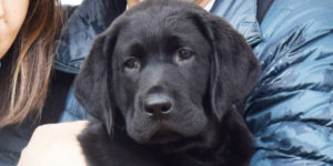 shadow chiot labrador noir