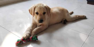chiot labrador sable street