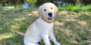 sun labrador mâle chiot sable