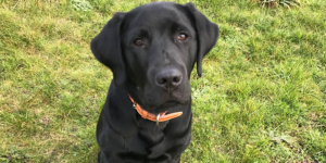 Sirius, labrador mâle noir, est assis dans l'herbe et regarde l'objectif.