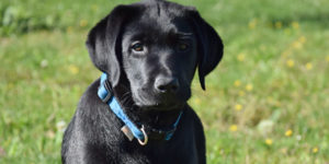 Sika chiot labrador femelle