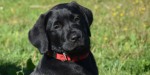 Sirius chiot labrador noir