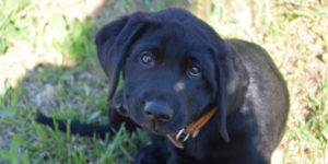 Slam chiot labrador noir
