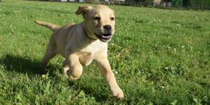Saphir chiot labrador sable femelle