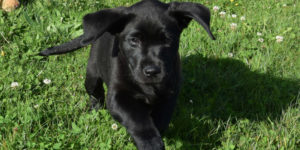 Silkie chiot labrador femelle noir