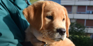 Smarties, chiot labrador x golden femelle rousse