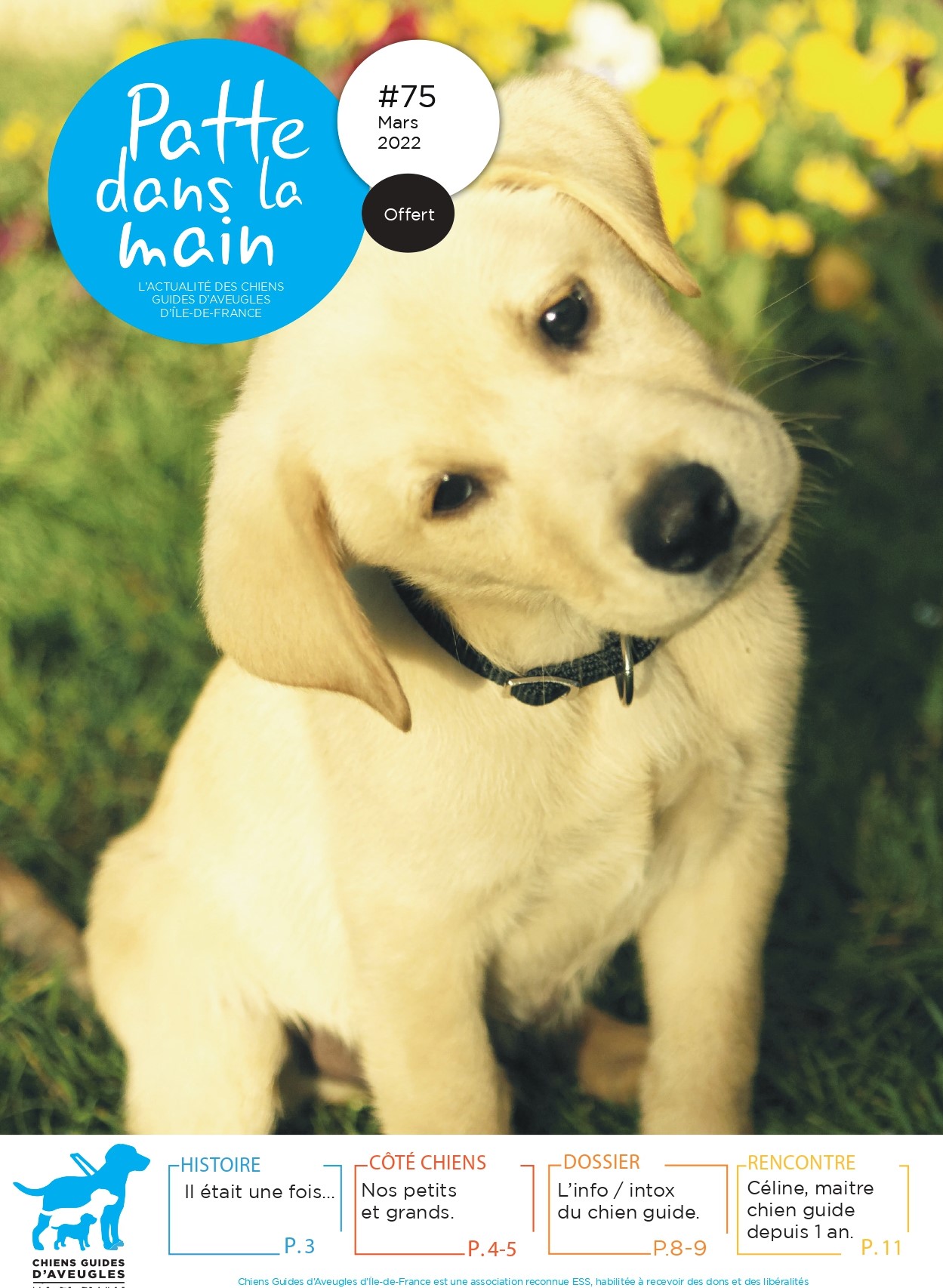 Chiot labrador sable assis dans l'herbe