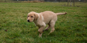 Shelby est un chiot labrador sable. C'est une femelle. Elle joue dans un parc de l'association.
