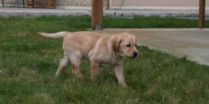 Socquette est une femelle labrador sable. Elle marche devant l'association.
