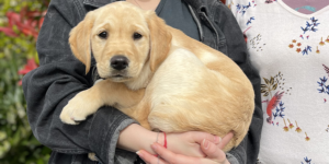 Tali est une femelle labrador croisé golden. Ell est dans les bras de sa famille d'accueil.