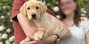 Tango est un mâle sable, labrador croisé golden. Il est dans les bras de sa famille d'accueil.