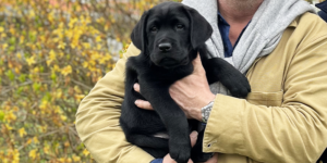 Tofu est un male labrador noir. Il est dans les bras de sa famille d'accueil.