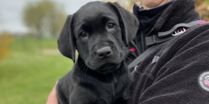 Tokyo est une femelle labrador noir, elle est dans les bras de son éducatrice Valérie.