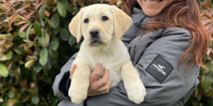 Topaze est une femelle labrador sable. Elle est dans les bras de sa famille d'accueil.