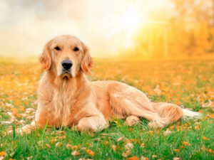 Photo de Titan, chien Golden allongé