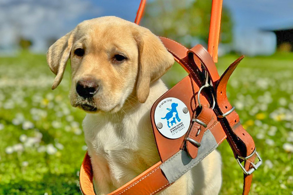 Chien guide.