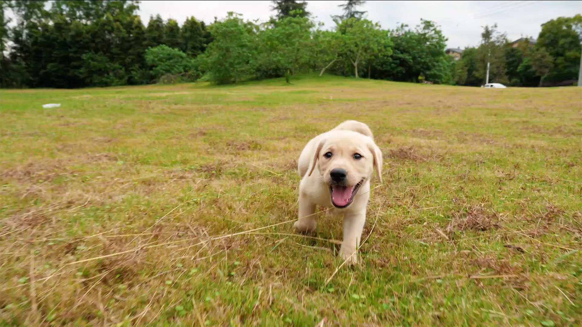 Vidéo d'un chiot courant dans une prairie